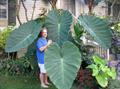 eddoe ، elephant ear ، dasheen